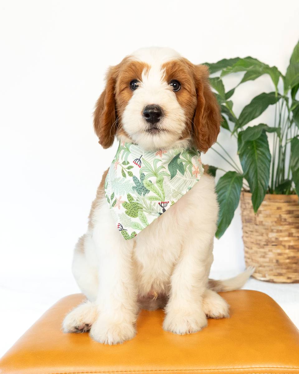 Ferrari — Red Parti Goldendoodle puppy from Forever and Always Doodles, Virginia