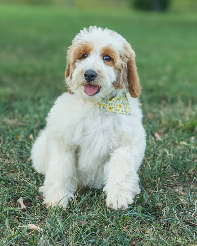 Cherry, a Golden Parti Goldendoodle puppy