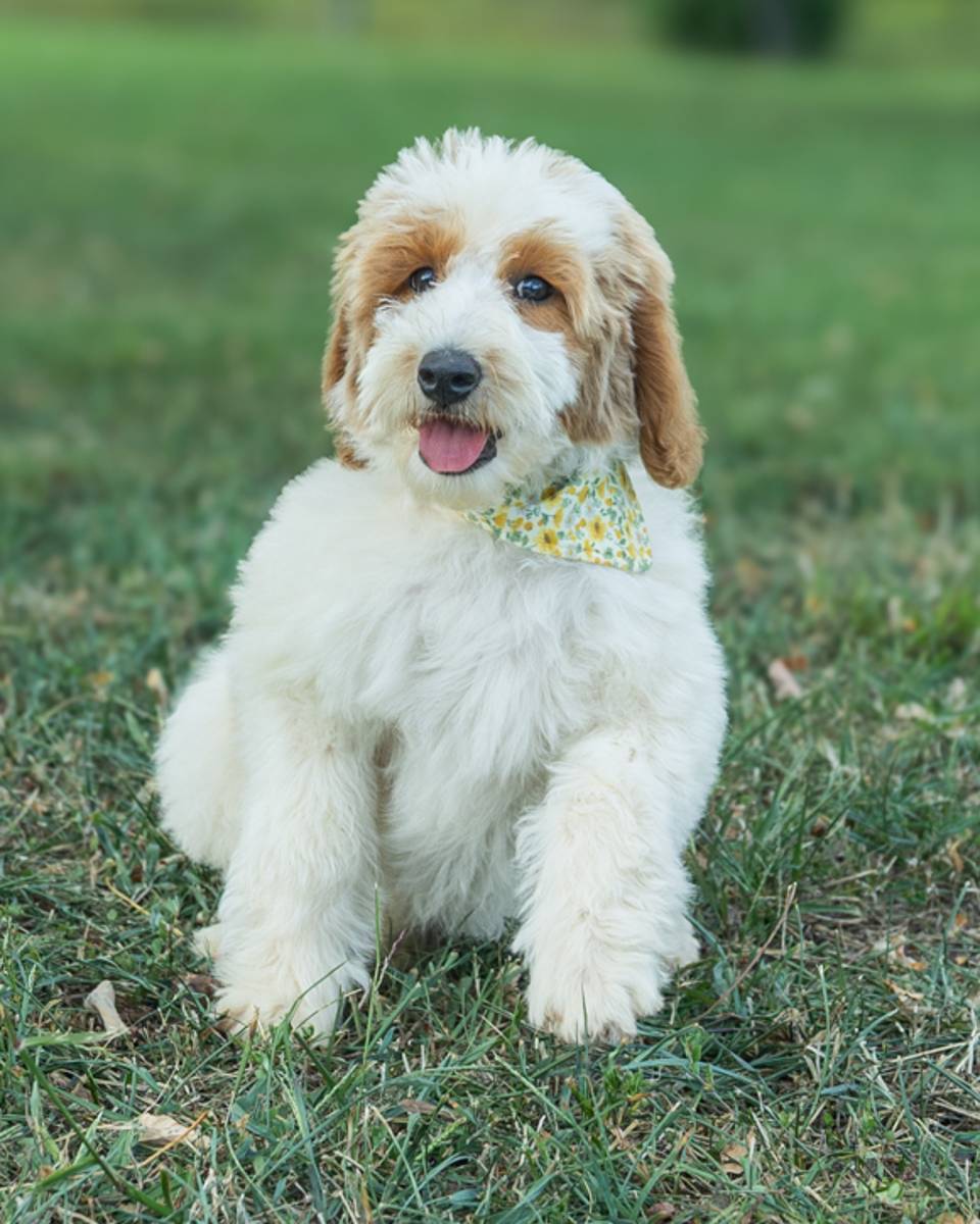 Cherry, a Golden Parti Goldendoodle puppy