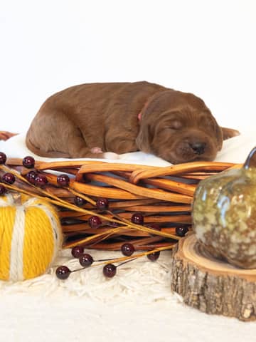 Maple — Red with White Markings Goldendoodle puppy from Forever and Always Doodles, Virginia