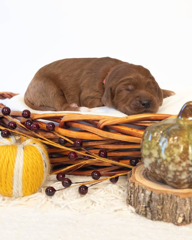 Maple, a Red with White Markings Goldendoodle puppy