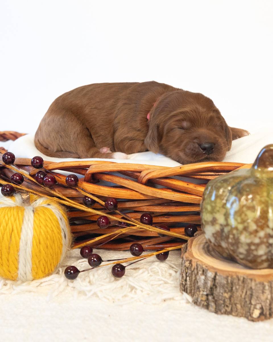 Maple — Red with White Markings Goldendoodle puppy from Forever and Always Doodles, Virginia