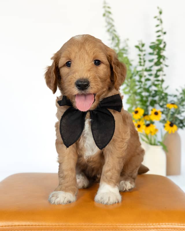 Dodge, a Golden with White Markings Goldendoodle puppy