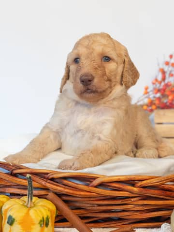 Myrtle — Golden Goldendoodle puppy from Forever and Always Doodles, Virginia