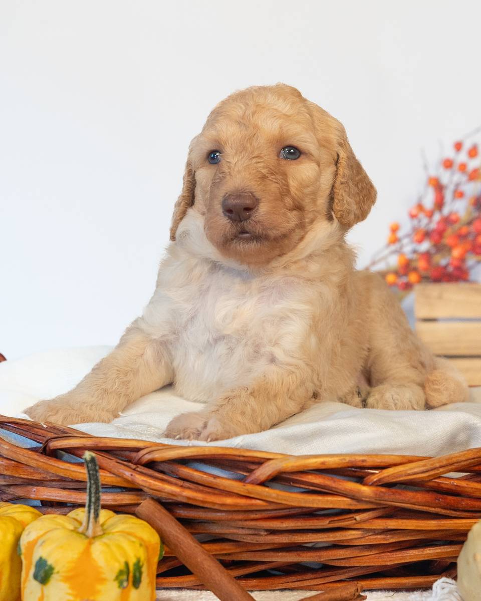 Myrtle — Golden Goldendoodle puppy from Forever and Always Doodles, Virginia
