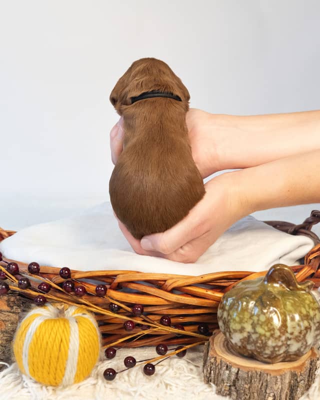 Earl, a Red with White Markings Goldendoodle puppy