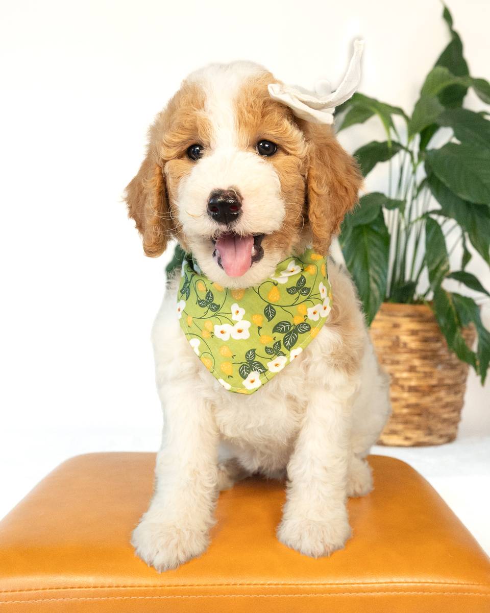 Tesla — Golden Parti Goldendoodle puppy from Forever and Always Doodles, Virginia