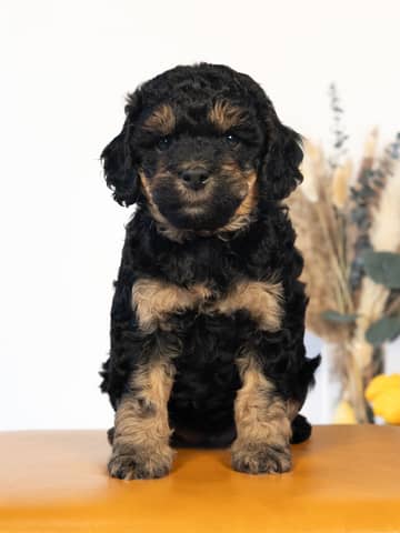 Black Phantom Cockapoo puppy raised by Forever and Always Doodles in Virginia
