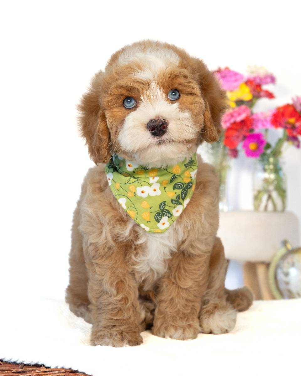 Rome, a Golden with White Markings Cockapoo puppy