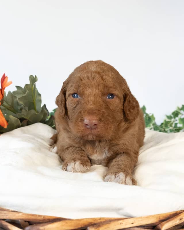 Wendy, a Golden with White Markings Goldendoodle puppy
