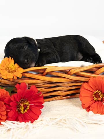 Black Abstract Markings Cockapoo puppy — Dublin