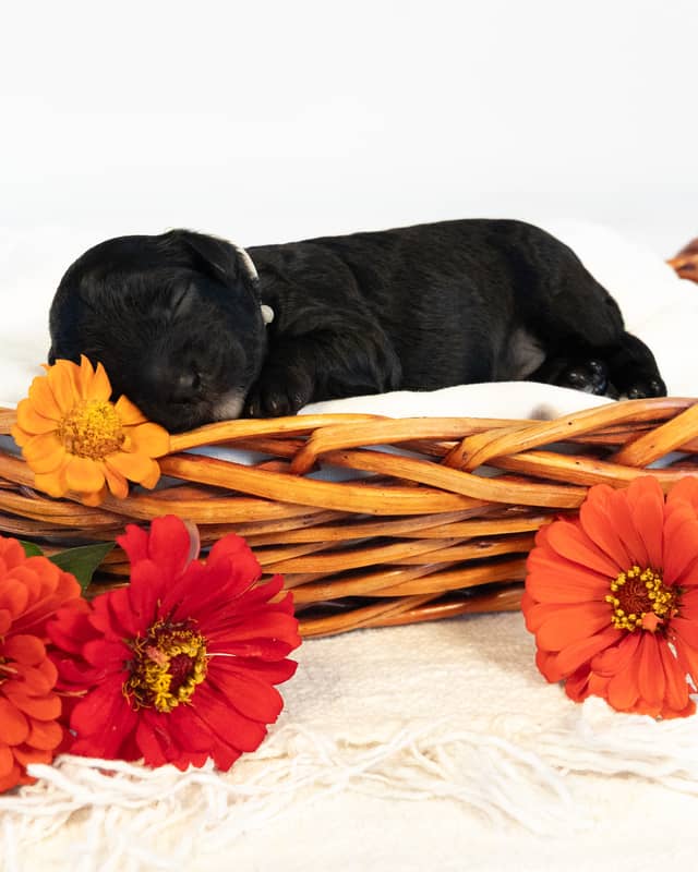Dublin, a Black with White Markings Cockapoo puppy