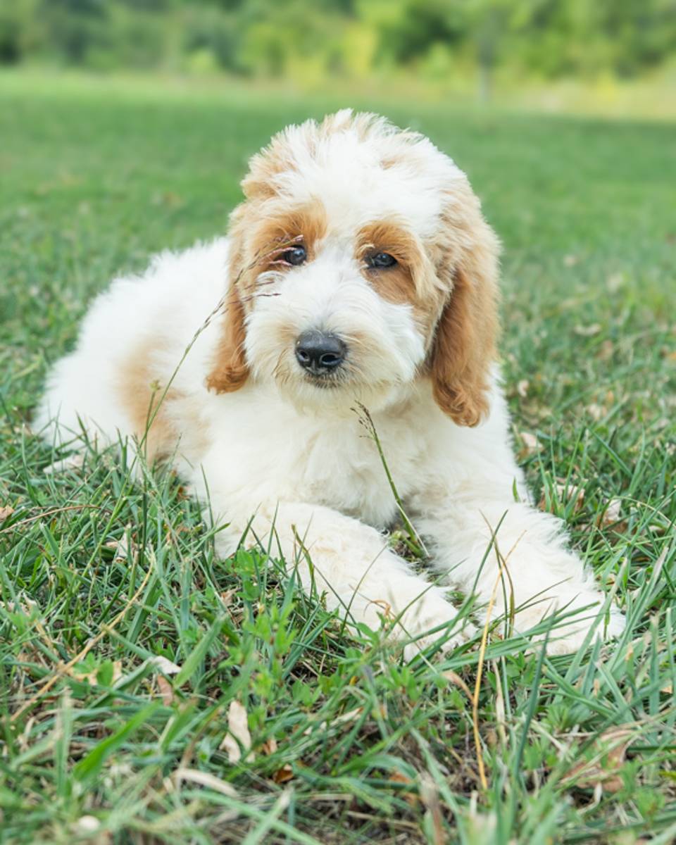 Cherry, a Golden Parti Goldendoodle puppy