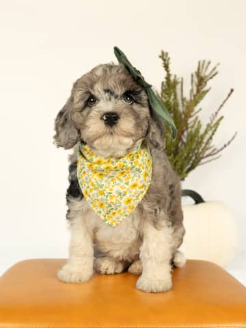 Blue Merle Parti Cockapoo puppy — Honey