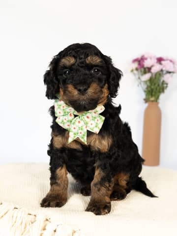 Black Phantom Cockapoo puppy — Croft
