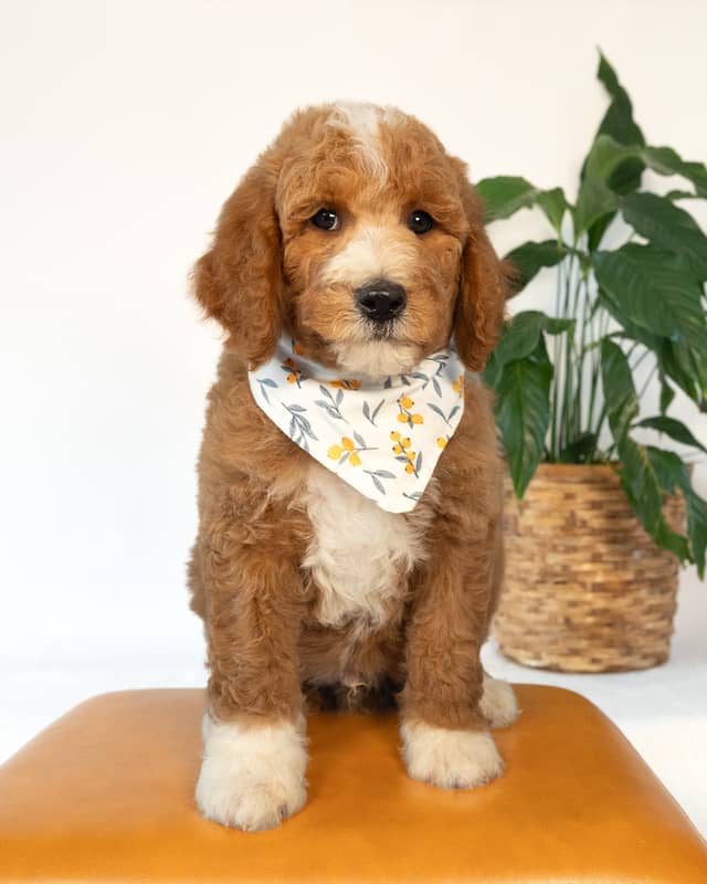 Ford, a Golden with White Markings Goldendoodle puppy