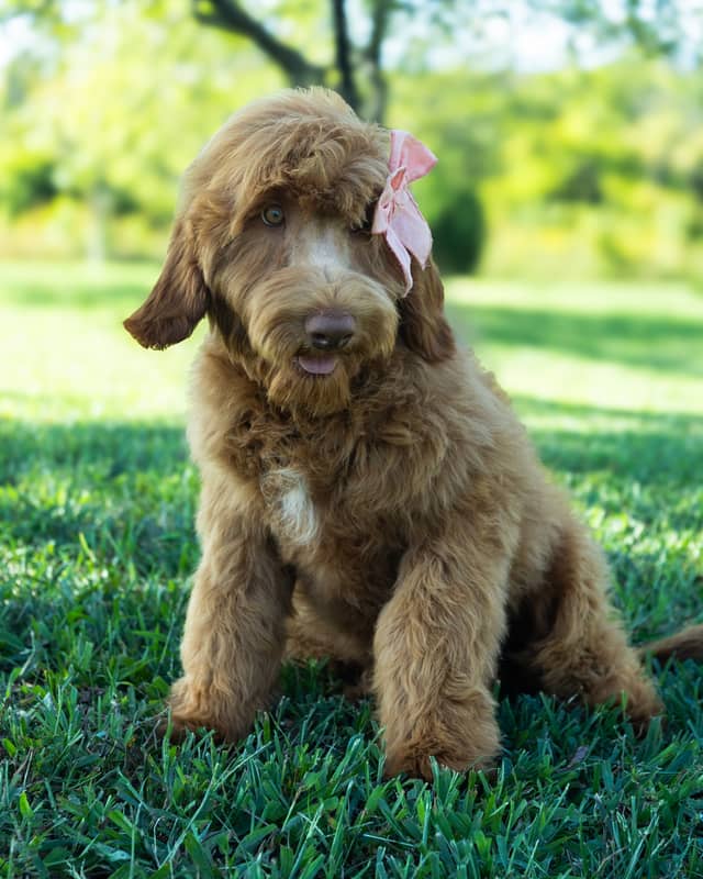 Nana, a Apricot with White Markings Goldendoodle puppy