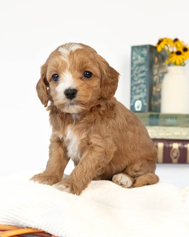 Jane, a Golden with White Markings Cockapoo puppy