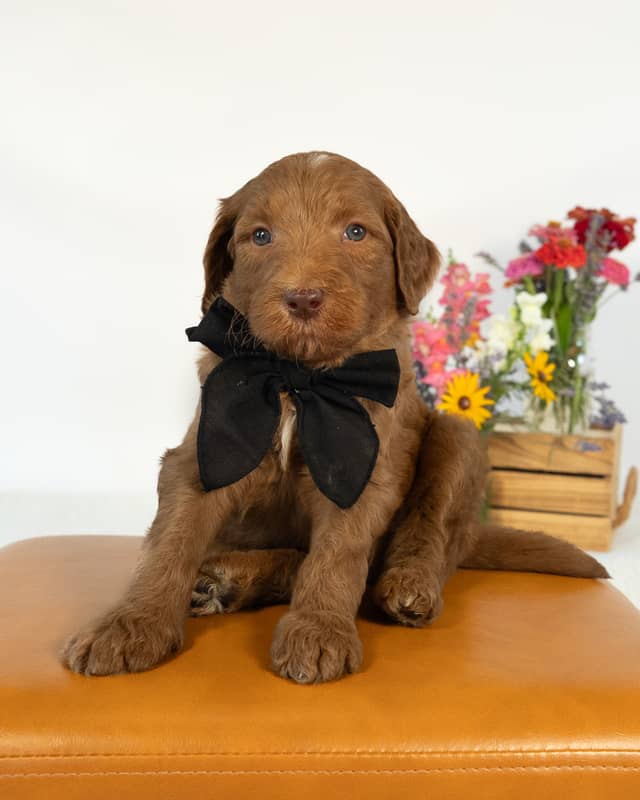 Tootles, a Apricot with White Markings Goldendoodle puppy