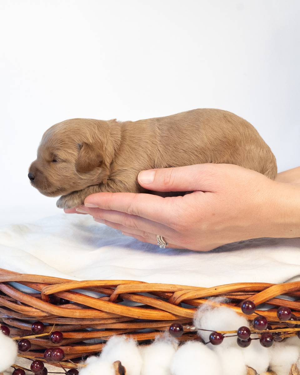 Apple, a Golden Cockapoo puppy