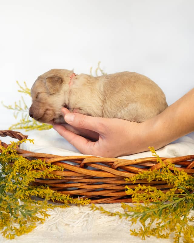 Hermione, a Golden Goldendoodle puppy