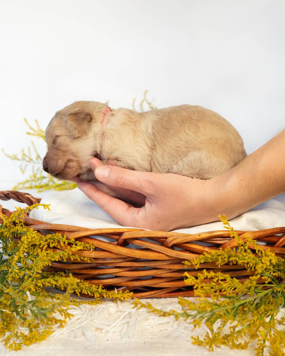 Hermione, a Golden Goldendoodle puppy