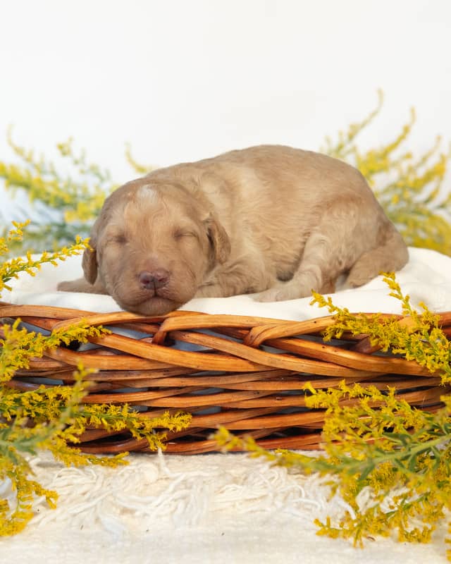 Ginny, a Golden Goldendoodle puppy