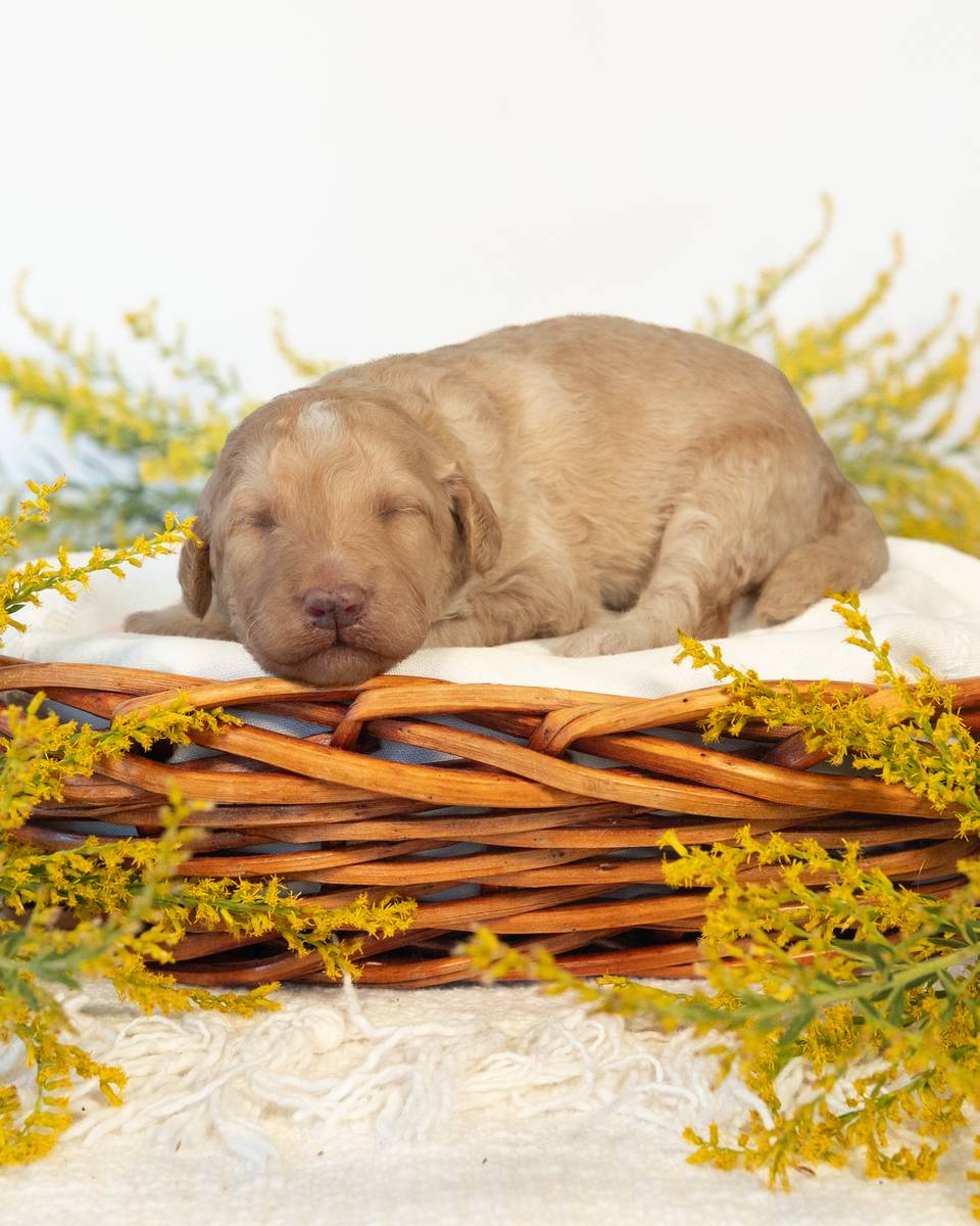 Ginny, a Golden Goldendoodle puppy