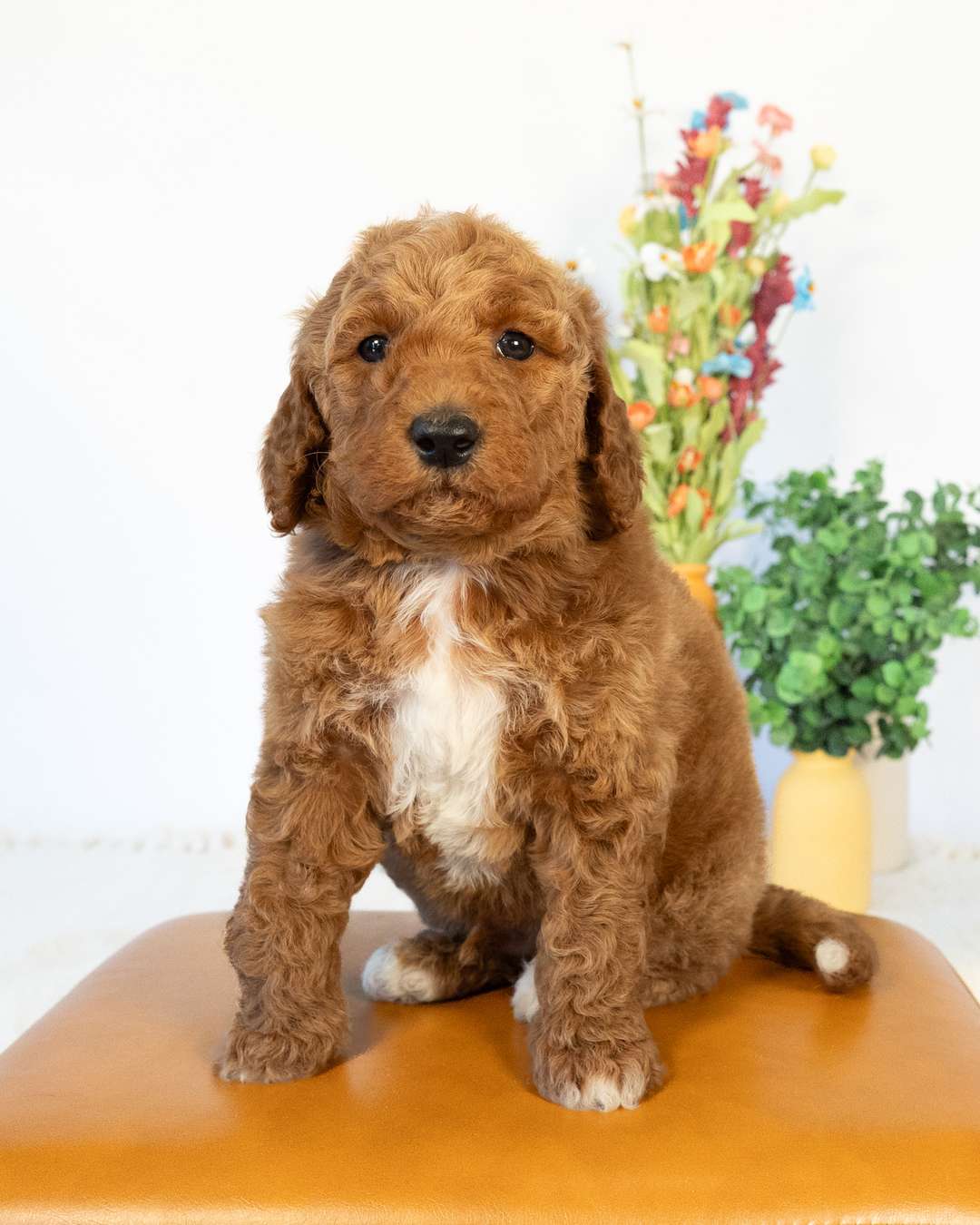Dexter — Goldendoodle puppy from Forever and Always Doodles, Virginia