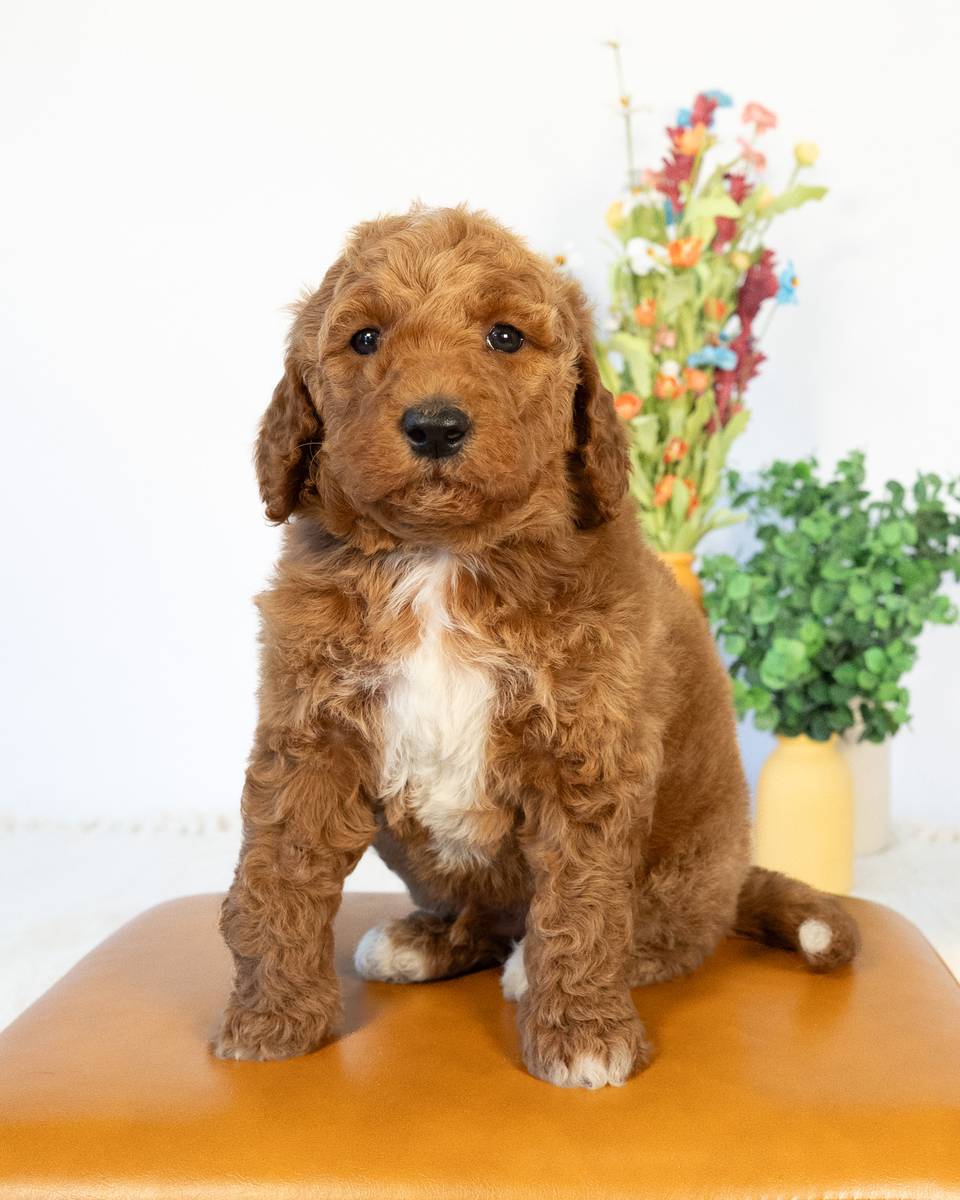 Dexter — Goldendoodle puppy from Forever and Always Doodles, Virginia