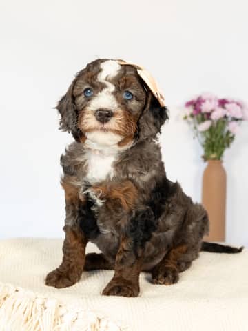 Tri Color Phantom Blue Merle Cockapoo puppy — Henrietta