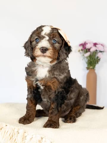 Tri-Color Blue Merle Cockapoo puppy raised by Forever and Always Doodles in Virginia