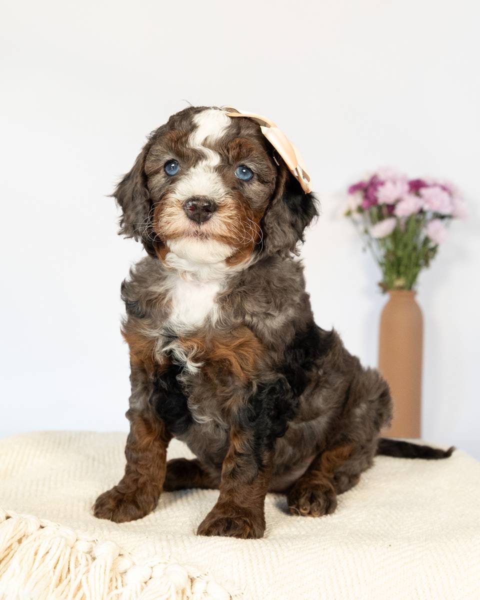 Henrietta — Tri-Color Blue Merle Cockapoo curly coat puppy from Forever and Always Doodles, Virginia