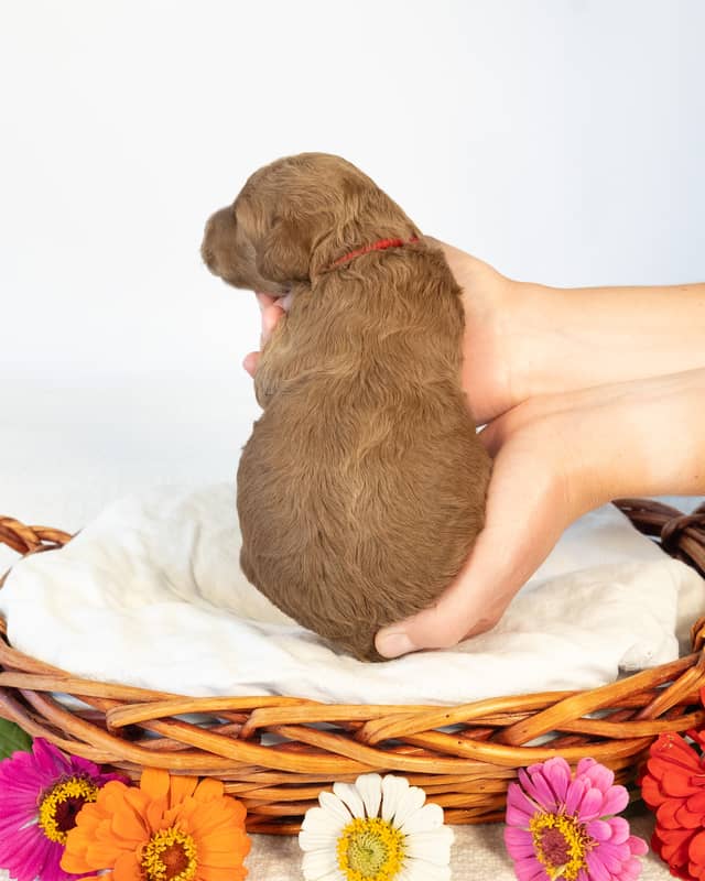 Ford, a Golden with White Markings Goldendoodle puppy