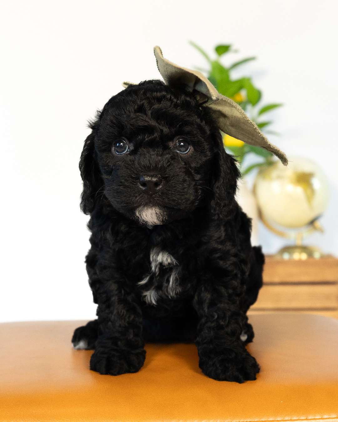 Paris — Black with White Markings Cockapoo puppy from Forever and Always Doodles, Virginia