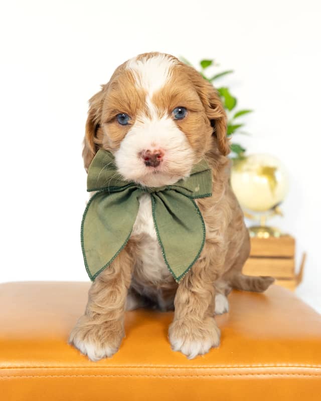 Rome, a Golden with White Markings Cockapoo puppy