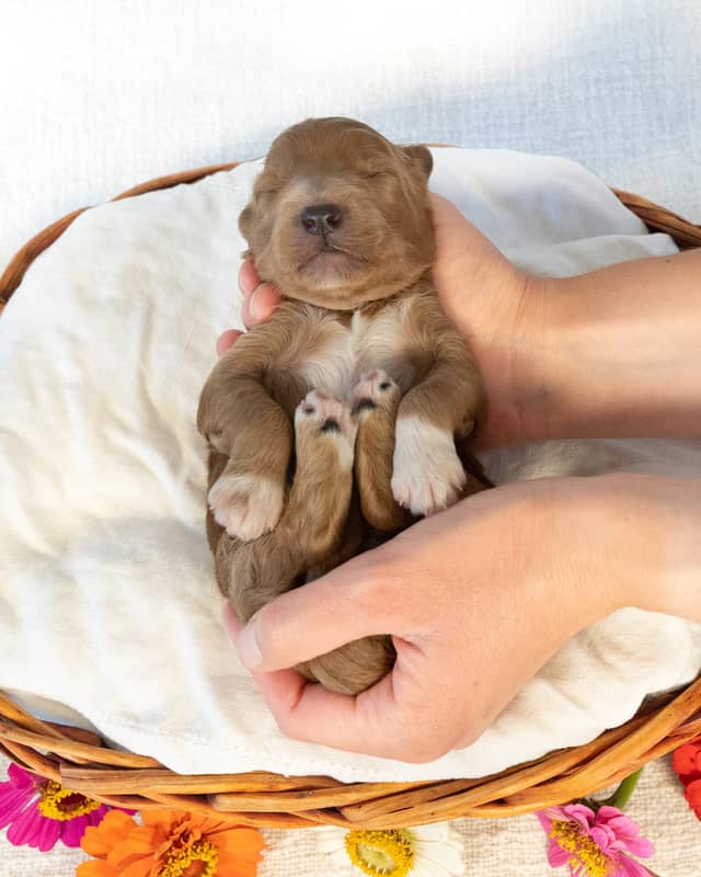 Dodge, a Golden with White Markings Goldendoodle puppy