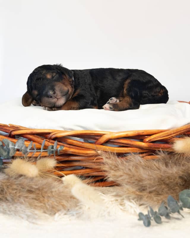 Bjorn, a Phantom Bernedoodle puppy