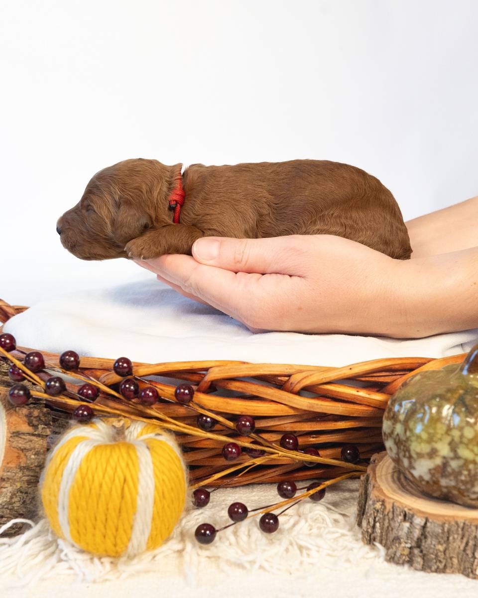 Pumpkin, a Red with White Markings Goldendoodle puppy