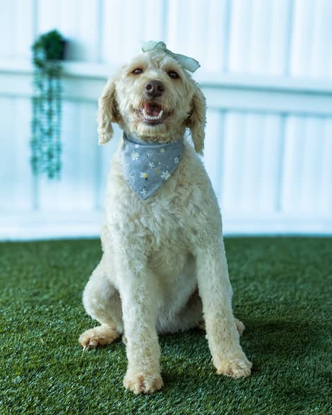 Susan, a Goldendoodle dam