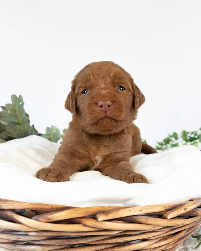 Nana, a Apricot with White Markings Goldendoodle puppy
