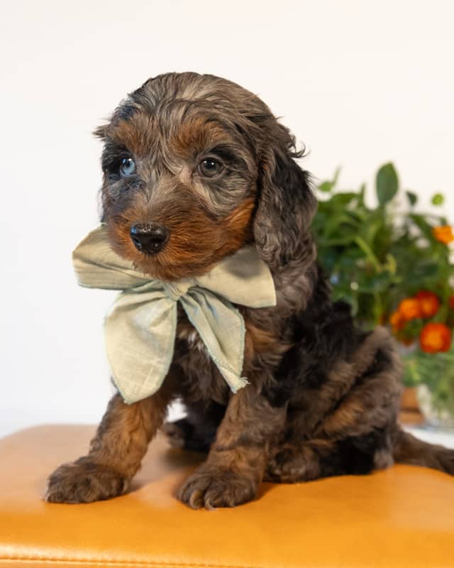 Tolkein, a Blue Merle Phantom with White Markings Cockapoo puppy