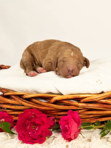 Goldendoodle puppy raised by Forever and Always Doodles in Virginia