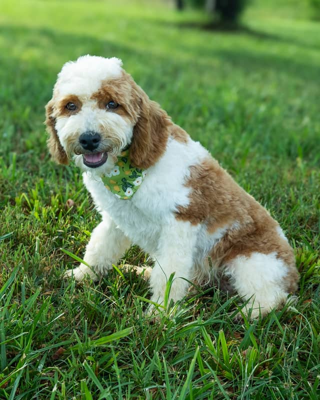 Wentworth, a Golden Parti Cockapoo puppy
