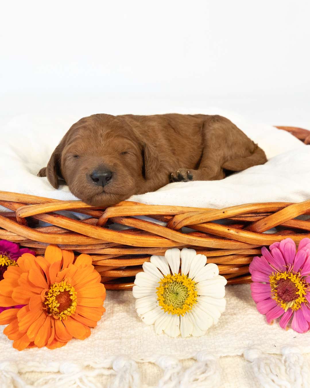 Mustang — Red Goldendoodle puppy from Forever and Always Doodles, Virginia