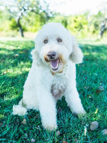 Lily, a Goldendoodle dam