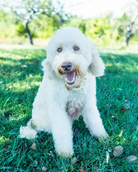 Lily, a Goldendoodle dam
