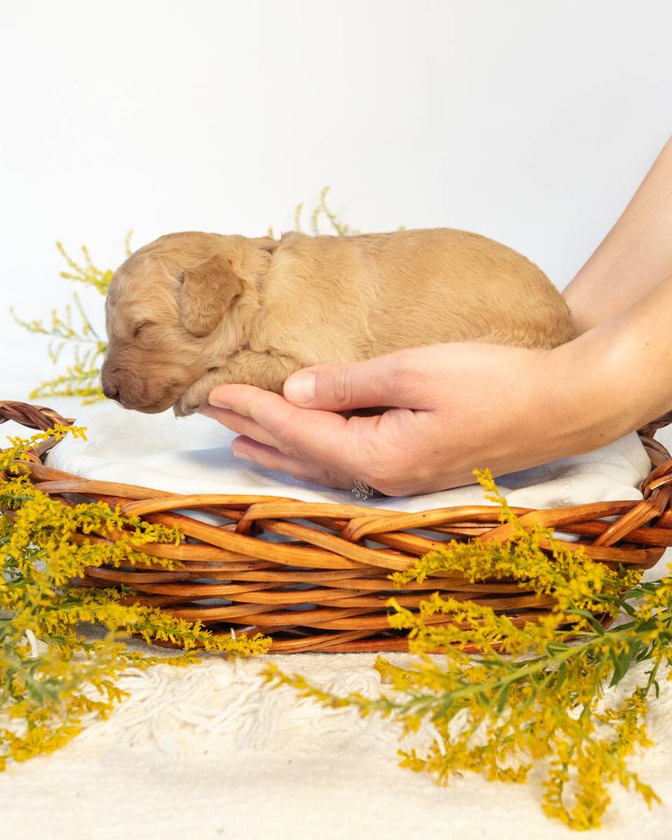 Myrtle, a Golden Goldendoodle puppy