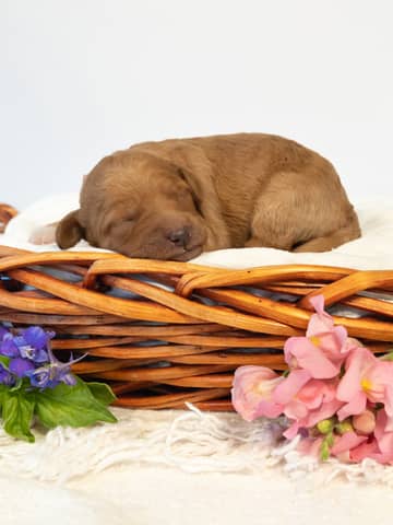 Apricot Abstract Markings Goldendoodle puppy — Peach
