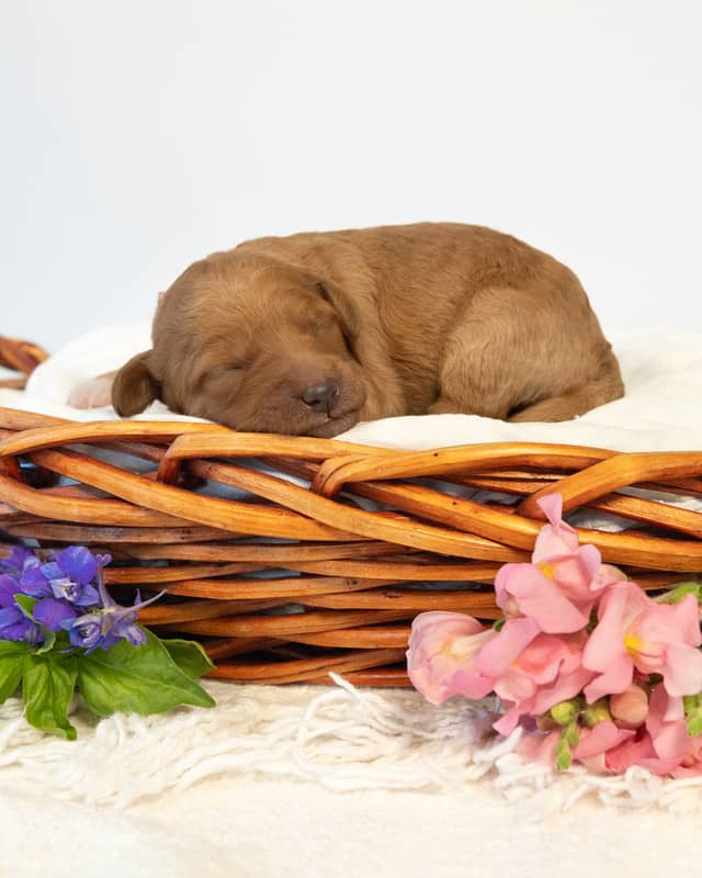 Peach, a Red with White Markings Goldendoodle puppy